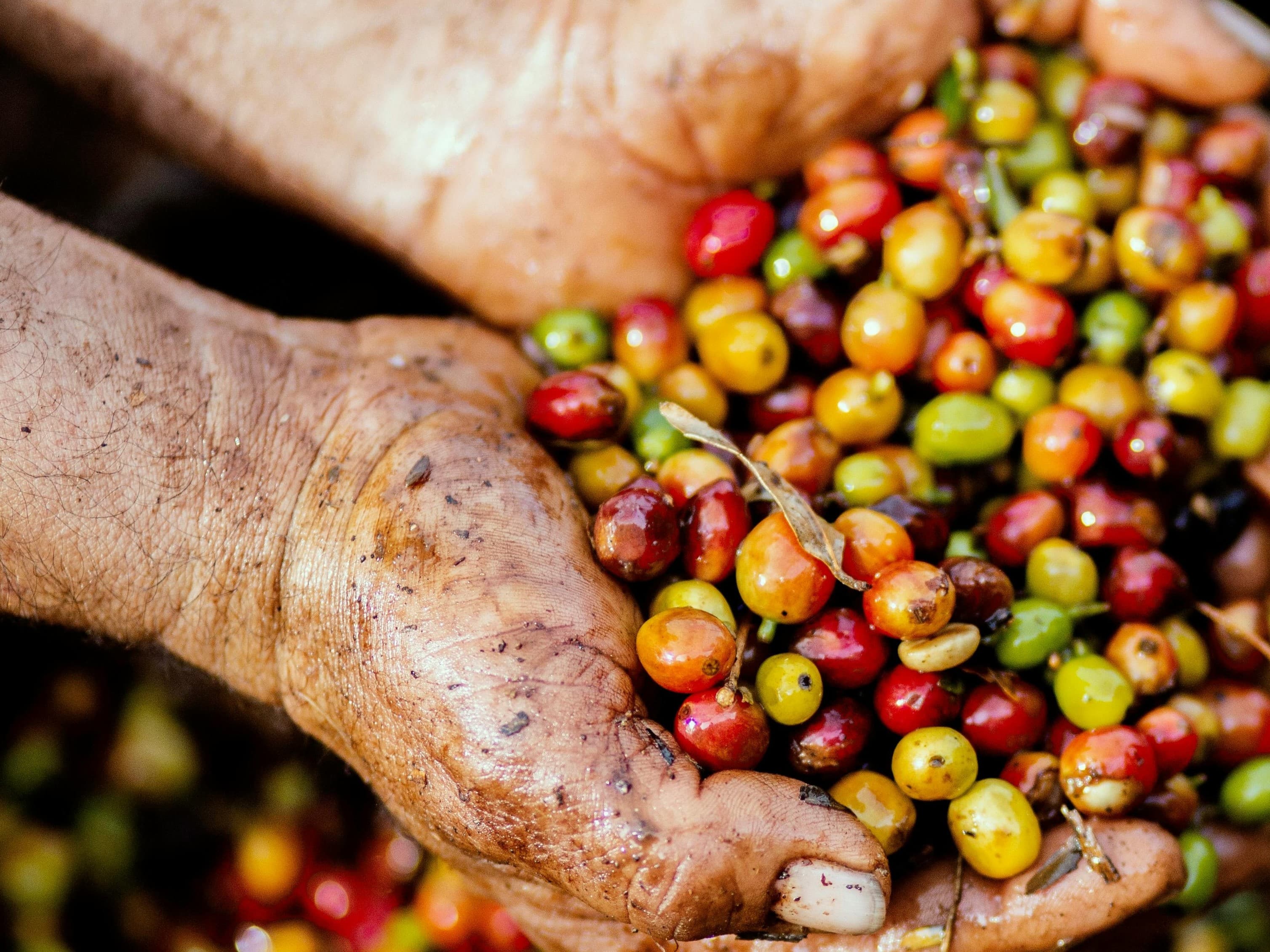 kebun kopi